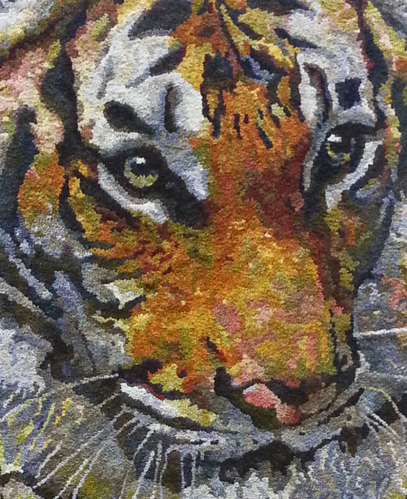 Sauder 9 tiger close up