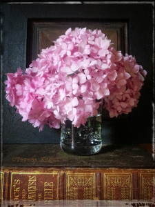 pink hydrangea photo shoot 1